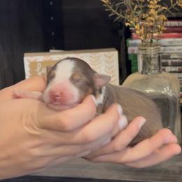 Kyndell - Red tri female Miniature Australian Shepherd puppy in North Lakeport, California from Wild Rose Ranch