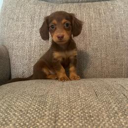 Coco - Chocolate and tan female Dachshund puppy in Arthur, Illinois from Chupp’s Puppies