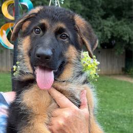 Dakari - Black and red female German Shepherd puppy in Harvard, Illinois from Aus Dem Meer German Shepherds
