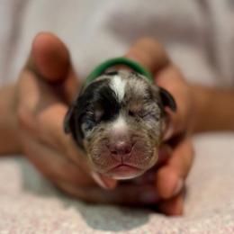Saffron - Blue merle male Catahoula Leopard Dog puppy in Danielsville, Georgia from Sheepcote Farm Catahoula’s