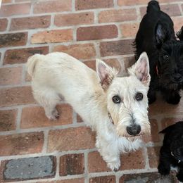 Scottish Terriers from Bellendaine Scotties