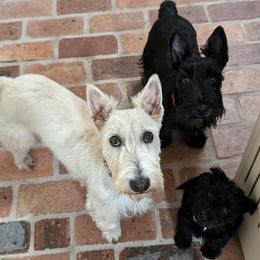 Scottish Terriers from Bellendaine Scotties
