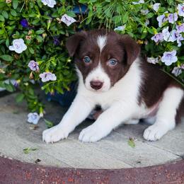 Boy 2 - red and white - White and red male Border Collie puppy in Minden, Iowa from Rocking N Registered Border Collies & Labradors