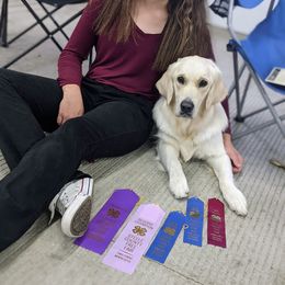 Goldendoodle and Golden Retriever Puppies from Goldens and Doodles of MN