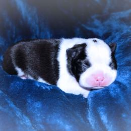 Baby Boy 7 - Black brindle and white male Boston Terrier puppy in Kingsport, Tennessee from Sleepwalker Bostons