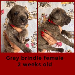 Red - Gray brindle female Cane Corso puppy in Compton, California from Urban League Cane Corso