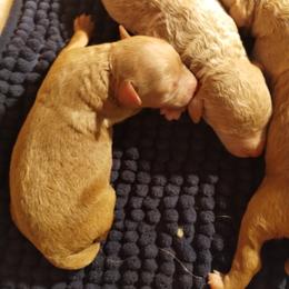 Poodle Puppies from Grace Colt Farms