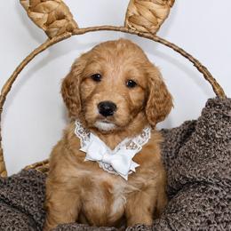 Goldie - Red  female Goldendoodle puppy in Yukon, Oklahoma from Silver Barn Doodles