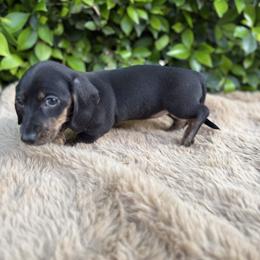 Lulu - Black and tan female Dachshund puppy in Temecula, California from Naomi Magee's Dachshund Kennel