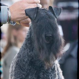 Dylan - Kerry Blue Terrier