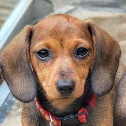 Lovebug - She's just what her name says - Red female Dachshund puppy in Mountain Grove, Missouri from Blueprint K9 Dachshunds- www.BlueprintK9.com