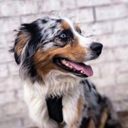 Australian Shepherds from House of the Moon Aussies