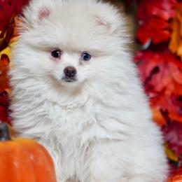 Holly - Cream female Pomeranian puppy in Santa Clarita, California from Hollywood Mini Pets