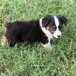 Creek - Ready Now - Black tri male Miniature Australian Shepherd puppy in Oronogo, Missouri from Dutton's Show Me Farms