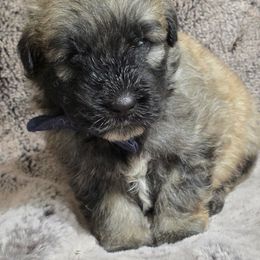 Bear - Fawn male Bouvier des Flandres puppy in Buffalo, Missouri from Noble Bouviers