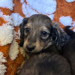 Derek(McDreamy)Greys Anatomy Litter - Piebald male Dachshund puppy in Proctor, Montana from Blue Star Dachshunds
