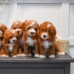 Aussiedoodle, Bernedoodle, Goldendoodle, and Irish Doodle Puppies from Sun Valley Goldendoodles