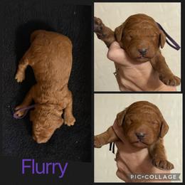Flurry - Red  female Poodle puppy in Mount Vernon, Illinois from AMC Poodles