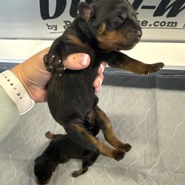 Boy 2 - Black and rust male Rottweiler puppy in Mcminnville, Oregon from JHB Rottweilers