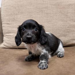 Ian - Piebald male Dachshund puppy in Huntington, Arkansas from Rockstar.Weiners