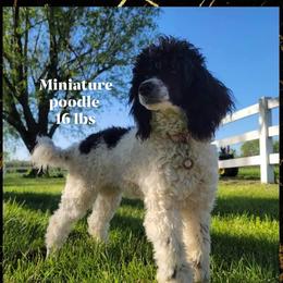 Leo - Poodle