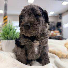 Tamarind - Merle male Bernedoodle puppy in Silver Lake, Indiana from ‘Mut’zger Doodles
