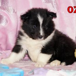 Ozzie - Bi Black Boy - Black and white male Shetland Sheepdog puppy in Frazeysburg, Ohio from Mountain High Kennels
