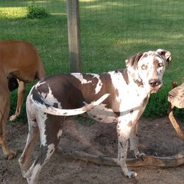 Lacey - Great Dane
