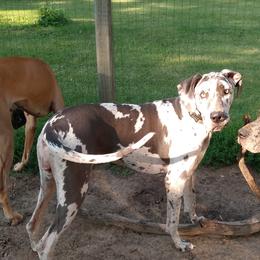 Lacey - Great Dane