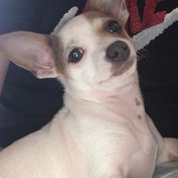 Assorted Doodle Crosses, Chihuahuas, and Shih Tzus from Happy Place Kennels