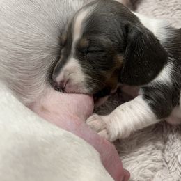 Dachshunds from Country Chics Doxies