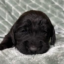 Blue - Black male Labradoodle puppy in Lowville, New York from Adirondack Labradoodles