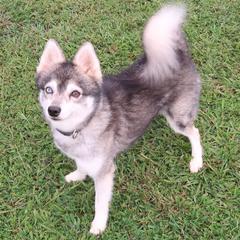 Alaskan Klee Kai puppies from Gems Rat Terriers