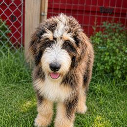 Sweet Pup's Cream Brulee - Tri-color male Bernedoodle puppy in North Zulch, Texas from Sweet Pup Schnauzers