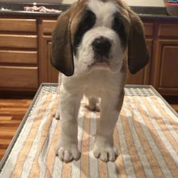 Boy 1 - White and brown male Saint Bernard puppy in Clearfield County, Pennsylvania from Keystone Saints