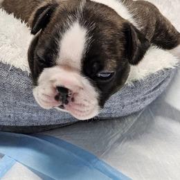Boston Terrier and Doberman Pinscher Puppies from Diamonds In The Ruff Boston Terriers & Dobermans