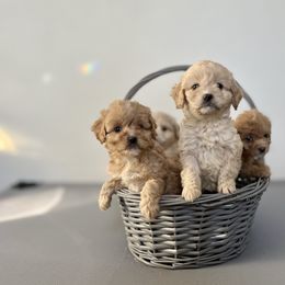 Cockapoo Puppies from East St. Poodles & Doodles
