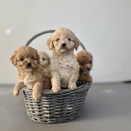 Cockapoo Puppies from East St. Poodles & Doodles