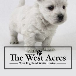 West Highland White Terrier Puppies from The West Acres