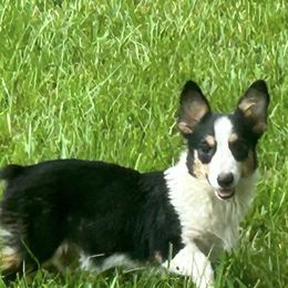 Dallas - Pembroke Welsh Corgi