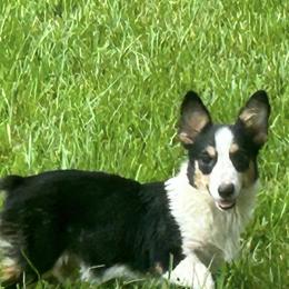 Dallas - Pembroke Welsh Corgi