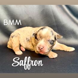 Saffron - Blue merle male Miniature Australian Shepherd puppy in Medical Lake, Washington from MAS Gone Rogue