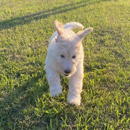 Goldendoodle Puppies from Toneytails Doodles