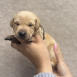 Labrador Retriever Puppies from Kounty Line Kennel LLC