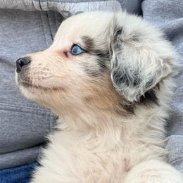 Leo - Blue merle male Australian Shepherd puppy in Grove, Oklahoma from Dollface Aussies