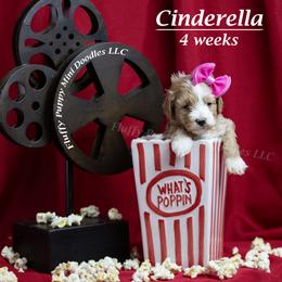 Cinderella (Pink Collar) girl - Apricot female Goldendoodle puppy in Corona, California from Fluffy Puppy Mini Doodles LLC