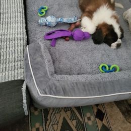 Companion Cross and Saint Bernard Puppies from Coleman Saint Bernards of Ohio