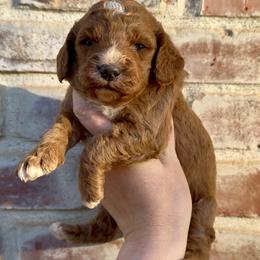 Clara - Red female Cavapoo puppy in Redding, California from Lipscomb Doodles