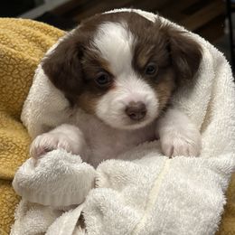 Dachshund and Miniature American Shepherd Puppies from Long Dog Inc.