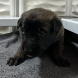 Black - Red sable female Belgian Malinois puppy in Ellerbe, North Carolina from Grand Prix Kennel